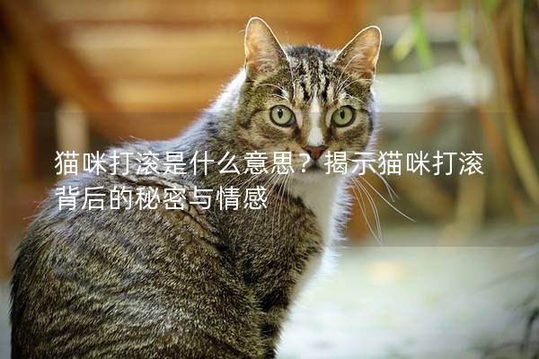 貓咪打滾是什么意思？揭示貓咪打滾背后的秘密與情感