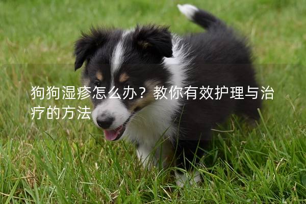 狗狗濕疹怎么辦？教你有效護理與治療的方法