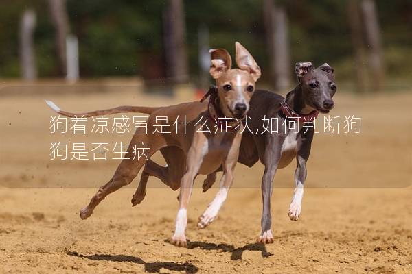 狗著涼感冒是什么癥狀,如何判斷狗狗是否生病