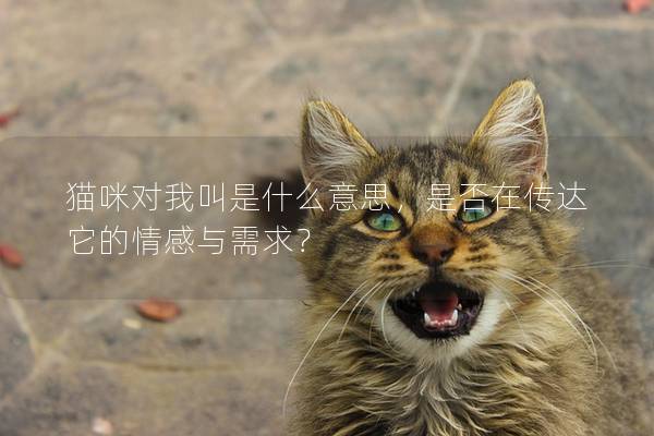 貓咪對我叫是什么意思，是否在傳達它的情感與需求？