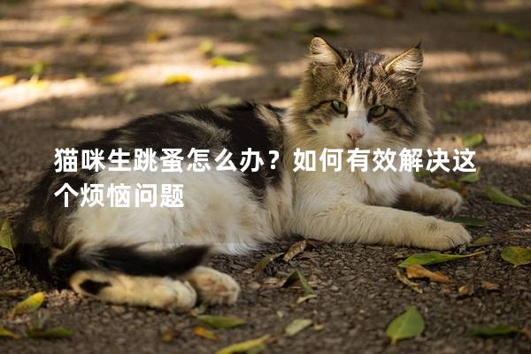 貓咪生跳蚤怎么辦？如何有效解決這個煩惱問題