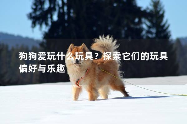 狗狗愛(ài)玩什么玩具？探索它們的玩具偏好與樂(lè)趣