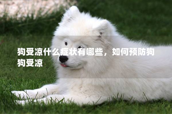 狗受涼什么癥狀有哪些，如何預(yù)防狗狗受涼