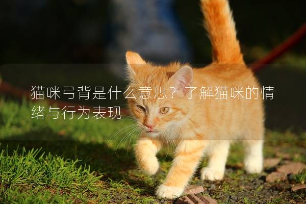 貓咪弓背是什么意思？了解貓咪的情緒與行為表現
