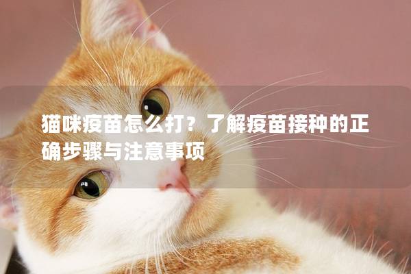 貓咪疫苗怎么打？了解疫苗接種的正確步驟與注意事項