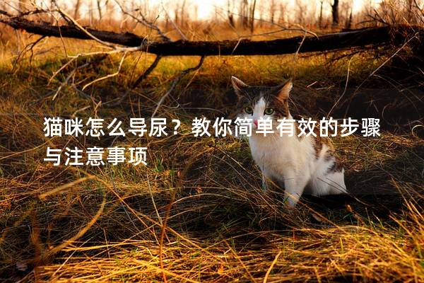 貓咪怎么導尿？教你簡單有效的步驟與注意事項