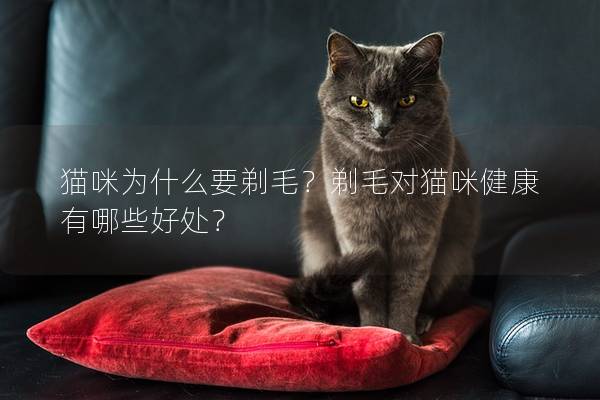 貓咪為什么要剃毛？剃毛對貓咪健康有哪些好處？
