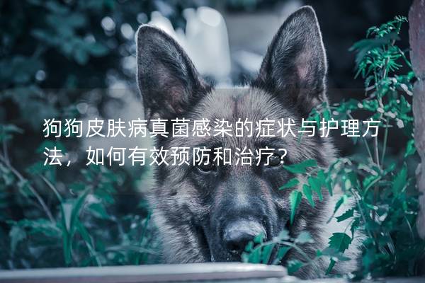 狗狗皮膚病真菌感染的癥狀與護(hù)理方法，如何有效預(yù)防和治療？
