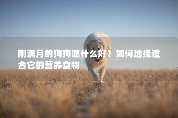 剛滿月的狗狗吃什么好？如何選擇適合它的營養食物