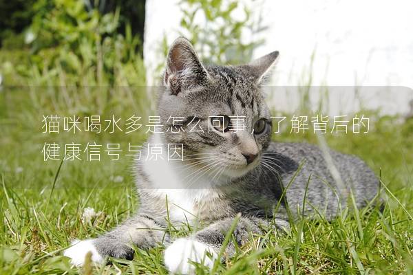 貓咪喝水多是怎么回事，了解背后的健康信號(hào)與原因