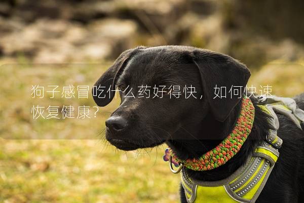 狗子感冒吃什么藥好得快，如何快速恢復(fù)健康？