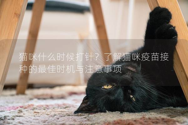 貓咪什么時候打針？了解貓咪疫苗接種的最佳時機與注意事項