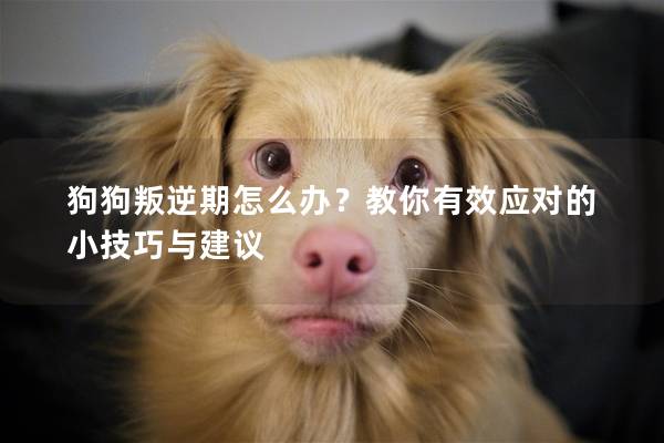 狗狗叛逆期怎么辦？教你有效應(yīng)對的小技巧與建議
