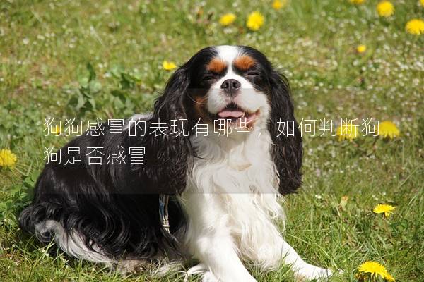 狗狗感冒的表現有哪些，如何判斷狗狗是否感冒