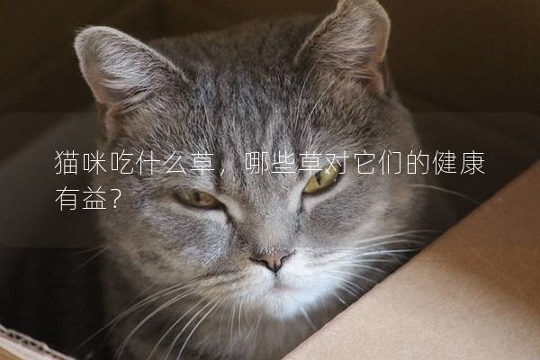 貓咪吃什么草，哪些草對它們的健康有益？