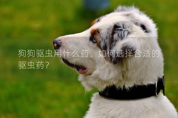 狗狗驅(qū)蟲(chóng)用什么藥，如何選擇合適的驅(qū)蟲(chóng)藥？