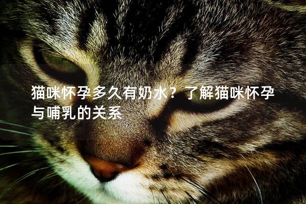 貓咪懷孕多久有奶水？了解貓咪懷孕與哺乳的關系