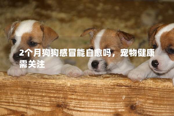 2個月狗狗感冒能自愈嗎，寵物健康需關注