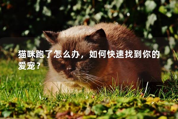 貓咪跑了怎么辦，如何快速找到你的愛寵？