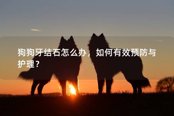狗狗牙結石怎么辦，如何有效預防與護理？