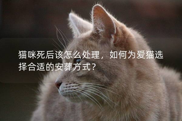 貓咪死后該怎么處理，如何為愛貓選擇合適的安葬方式？