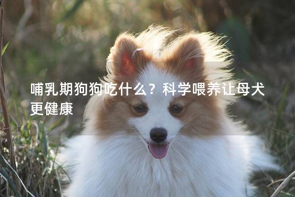 哺乳期狗狗吃什么？科學喂養讓母犬更健康