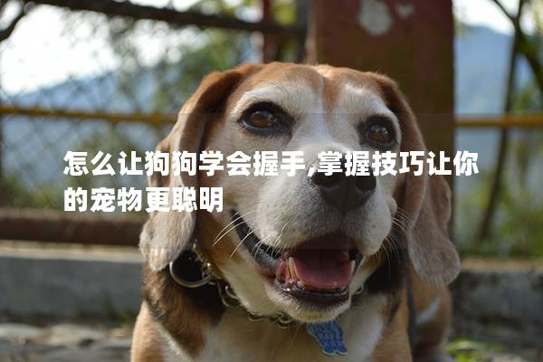 怎么讓狗狗學(xué)會握手,掌握技巧讓你的寵物更聰明