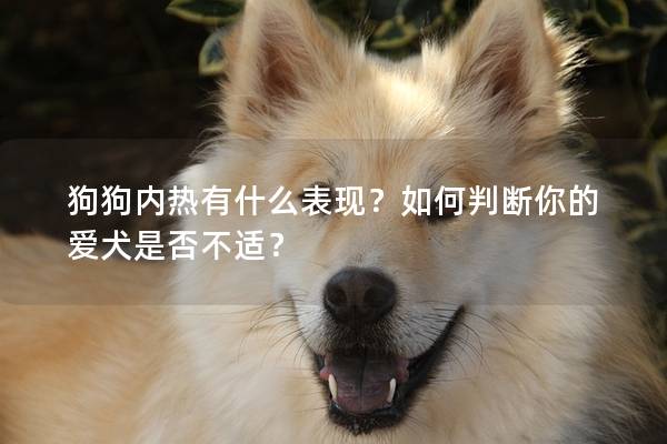 狗狗內熱有什么表現？如何判斷你的愛犬是否不適？