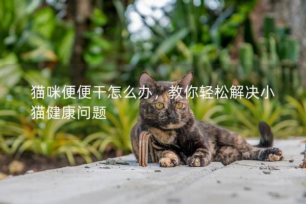 貓咪便便干怎么辦，教你輕松解決小貓健康問題