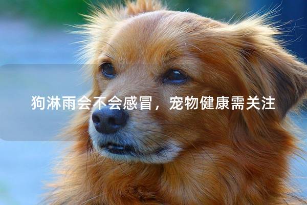 狗淋雨會不會感冒，寵物健康需關注