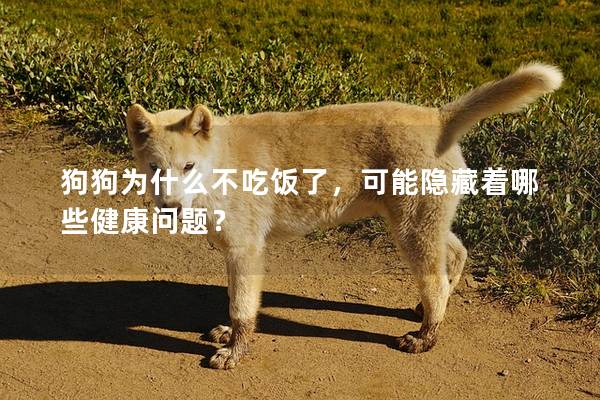 狗狗為什么不吃飯了，可能隱藏著哪些健康問題？