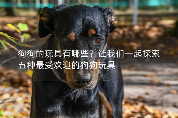 狗狗的玩具有哪些？讓我們一起探索五種最受歡迎的狗狗玩具