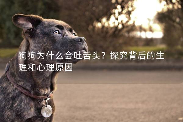 狗狗為什么會吐舌頭？探究背后的生理和心理原因