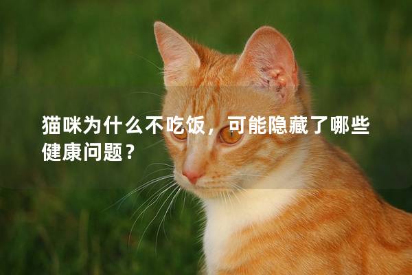 貓咪為什么不吃飯，可能隱藏了哪些健康問題？