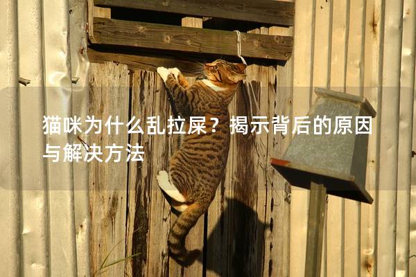 貓咪為什么亂拉屎？揭示背后的原因與解決方法