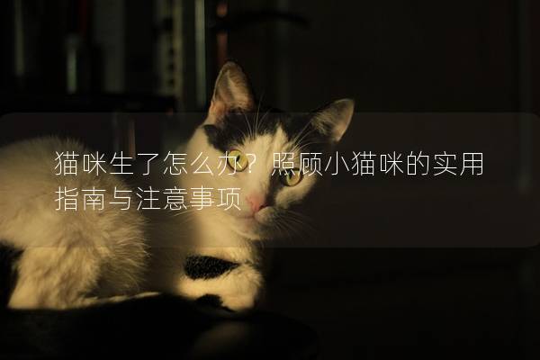 貓咪生了怎么辦？照顧小貓咪的實用指南與注意事項
