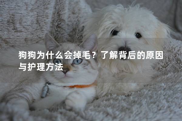狗狗為什么會掉毛？了解背后的原因與護理方法