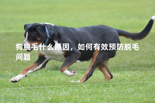 狗脫毛什么原因，如何有效預(yù)防脫毛問題