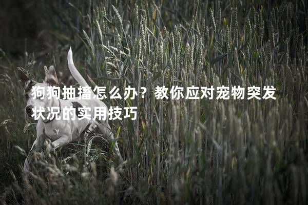 狗狗抽搐怎么辦？教你應對寵物突發狀況的實用技巧