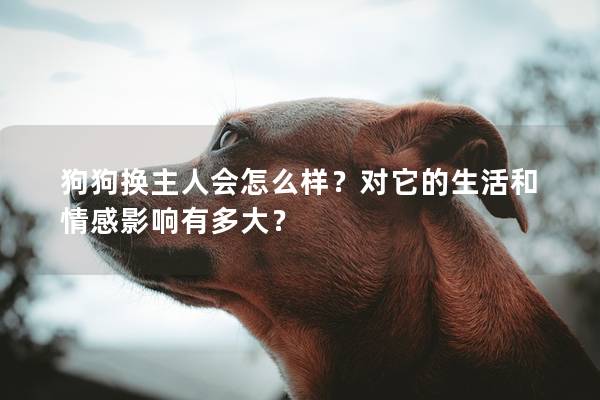 狗狗換主人會(huì)怎么樣？對(duì)它的生活和情感影響有多大？