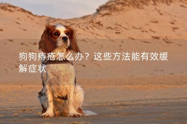 狗狗痔瘡怎么辦？這些方法能有效緩解癥狀