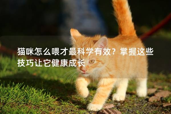 貓咪怎么喂才最科學有效？掌握這些技巧讓它健康成長