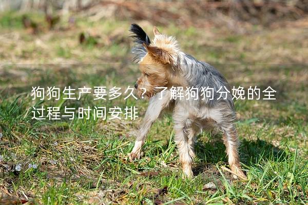 狗狗生產(chǎn)要多久？了解狗狗分娩的全過程與時(shí)間安排
