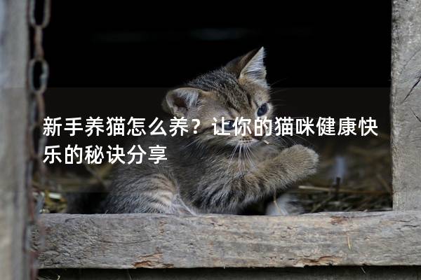 新手養貓怎么養?讓你的貓咪健康快樂的秘訣分享 新手養貓怎么養?讓你的貓咪健康快樂的秘訣分享