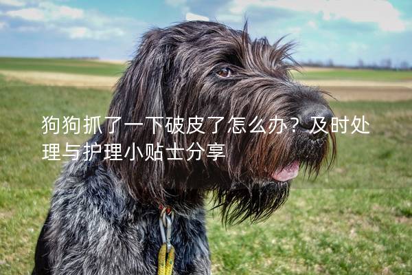 狗狗抓了一下破皮了怎么辦？及時(shí)處理與護(hù)理小貼士分享