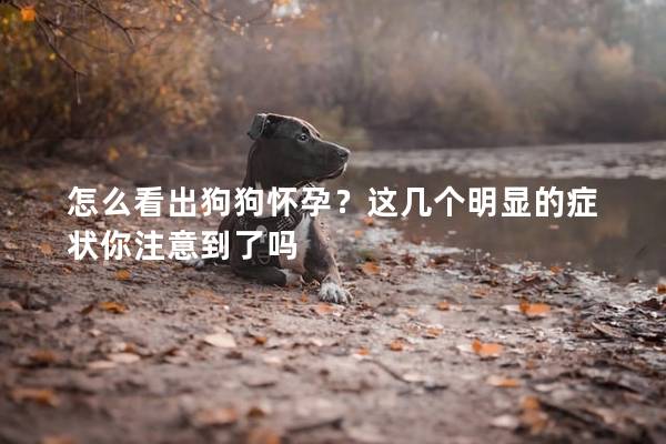 怎么看出狗狗懷孕?這幾個明顯的癥狀你注意到了嗎 怎么看出狗狗懷孕?這幾個明顯的癥狀你注意到了嗎