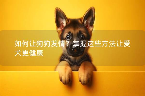 如何讓狗狗發(fā)情？掌握這些方法讓愛犬更健康