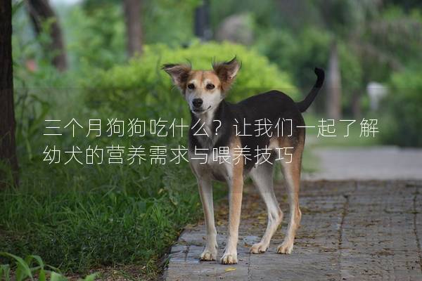 三個月狗狗吃什么？讓我們一起了解幼犬的營養需求與喂養技巧