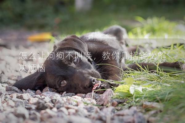 怎么讓狗狗不叫喚，教你幾招輕松解決煩惱
