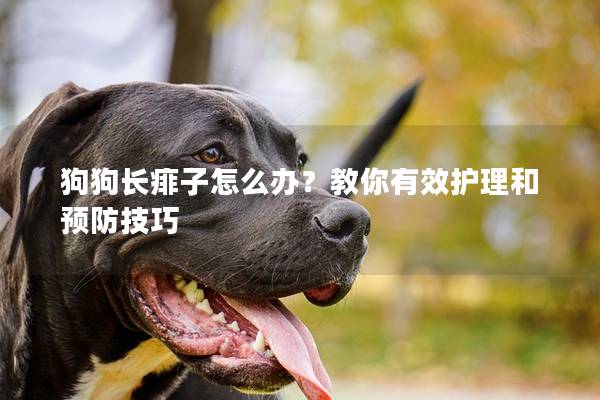 狗狗長痱子怎么辦？教你有效護理和預防技巧